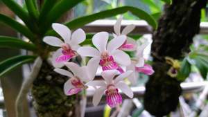 Holcostylis Yawi Girl 'White Ball'