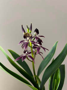 Other Orchids: Guarechea Black Comet 'Indigo Blue'