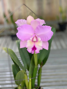 Other Orchids: Rhyncholaeliocattleya Chief Pink 'Diana' HCC/AOS