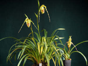 Other Orchids: Phragmipedium roezlii