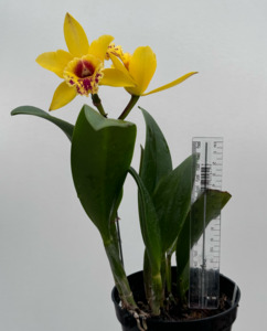 Other Orchids: Rhynchobrassoleya Chien Ya Dawn ‘Eagle of Desert’