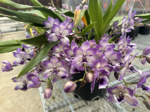 Other Orchids: Zygonisia Cynosure 'Blue Birds'