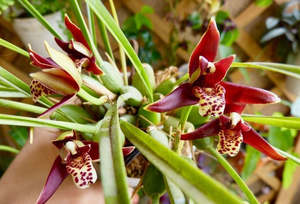 Maxillaria tenuifolia