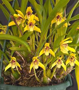 Other Orchids: Maxillaria porphyrostele
