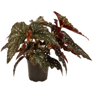 Begonia: Begonia Black Forest 12cm