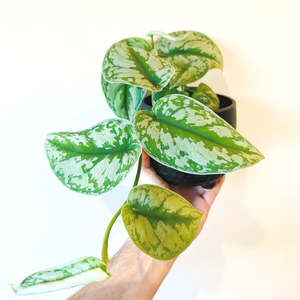 Epipremnum Scindapsus Trebie 12cm