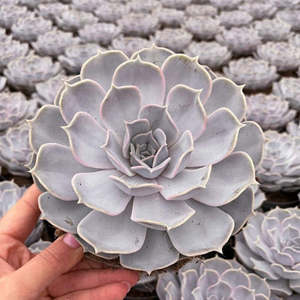 Echeverria: Echeveria Lilacina
