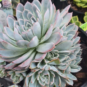 Echeverria: Echeveria Violet Queen