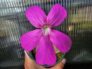 Pinguicula: Pinguicula moranensis 'Superba' - Mexican Butterwort