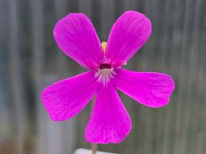 Pinguicula: Pinguicula ehlersiae x mesophytica - Mexican Butterwort