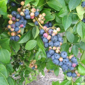 Blueberry 'Centurion'