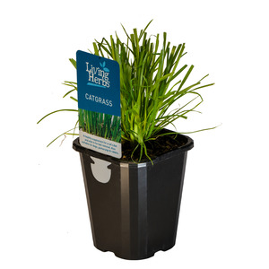 Az Edibles: Catgrass