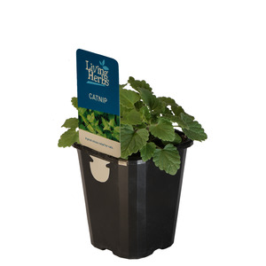 Az Edibles: Catnip
