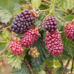 Az Edibles: Boysenberry 'Mapua'