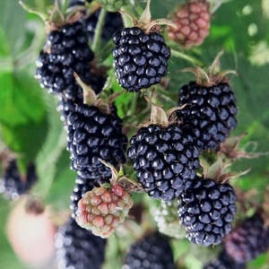Boysenberry 'Brulee'