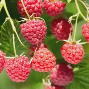 Az Edibles: Raspberry 'Mini-Me'