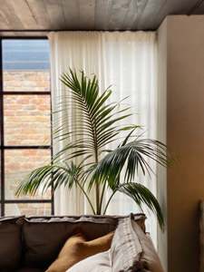 Palms: Howea forsteriana (Kentia Palm)