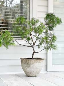 Pots Planters: Advika Water Bowl