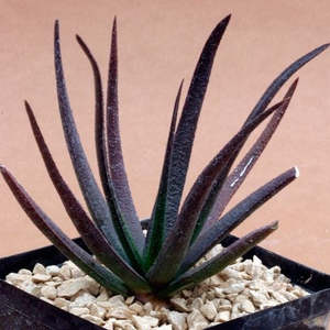 Dodu Pot