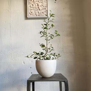 Ficus (mistletoe fig)
