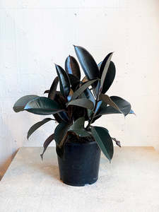 Ficus: Ficus Elastica ‘Black Knight’