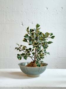Ficus deltoidea variegated kokedama