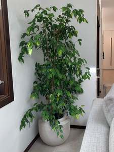 Ficus: Ficus Reginald