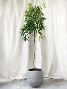 Ficus 'Amstel Queen' Standard