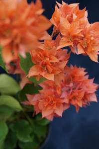 Bougainvillea 'Gold Doubloon' (Double Bracts)
