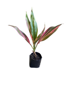 Cordyline 'Black Beauty' 1.3ltr