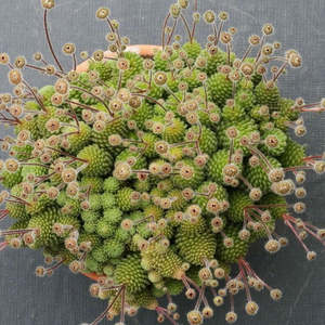 Succulents: Monanthes Polyphylla