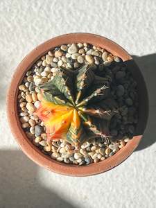 Cacti: Gymnocalycium mihanovichii