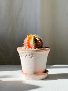 Cacti: Pop! in Kobenhavner