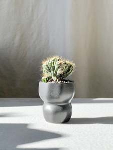 Cacti: Limfjord cacti