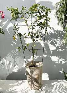 Espaliered Lime Cocktail
