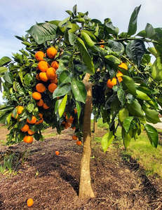 Citrus: Cipo Weeping Orange Standard Tree.