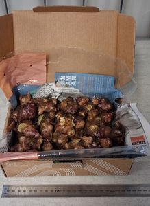 Other Edibles: Yacon | Ground Apple | Smallanthus sonchifolius