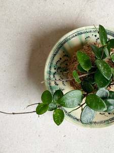 Kokedama: Hoya 'Mathilde'