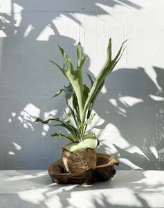 Staghorn kokedama