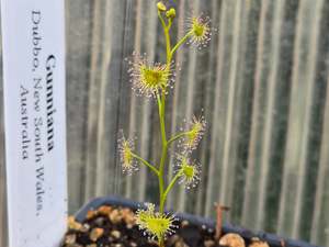 Drosera gunniana (Dubbo, New South Wales, Australia) - Tuberous Sundew