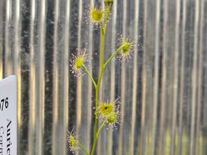 Of Little Horrors: Drosera auriculata (Cornwallis, Auckland, NZ) - Tuberous Sundew