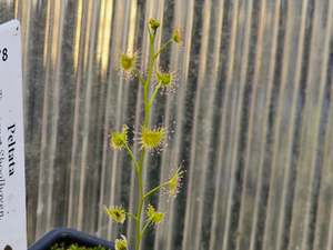Drosera peltata (Tianjara, Shoalhaven, New South Wales, Australia) - Tuberous Sundew