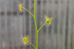 Of Little Horrors: Drosera lunata (Castlereagh Ironbark Forest Sydney Basin, New South Wales, Australia) - Tuberous Sundew