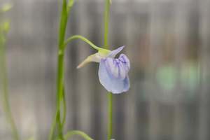 Utricularia graminifolia - Grass-Leaved Tropical Bladderwort