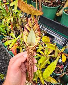 Of Little Horrors: Nepenthes truncata x spectabilis (Male) - Intermediate Tropical Pitcher Plant