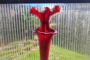 Sarracenia 'Moorei' "Timothy King" x flava var. atropurpurea "Don Schn&hellip;