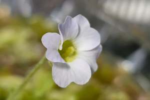 Of Little Horrors: Pinguicula primuliflora - Warm Temperate Primrose Butterwort