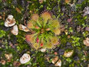 Of Little Horrors: Drosera capillaris - The Pink Sundew