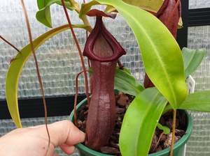Of Little Horrors: Nepenthes 'Bill Bailey' - Highland Tropical Pitcher Plant