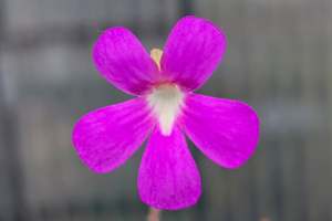 Pinguicula 'Weser' x jaumavensis - Mexican Butterwort
